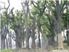 上海榔榆树种植基地