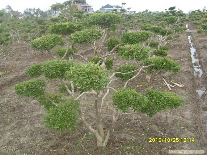 上海绿化苗木_上海黄杨树_相关信息_上海苗木_上海绿