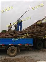 上海水杉苗木报价-上海水杉苗木报价、上海水杉苗木价格、上海水杉苗木