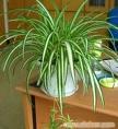 上海花卉租赁;上海植物租赁;浦东花卉租赁