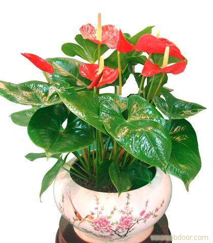 上海花卉租赁;上海植物租赁;浦东花卉租赁