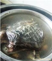 清炖甲鱼汤的做法/生态甲鱼新鲜口味