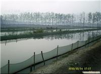 泥鳅苗 繁育基地