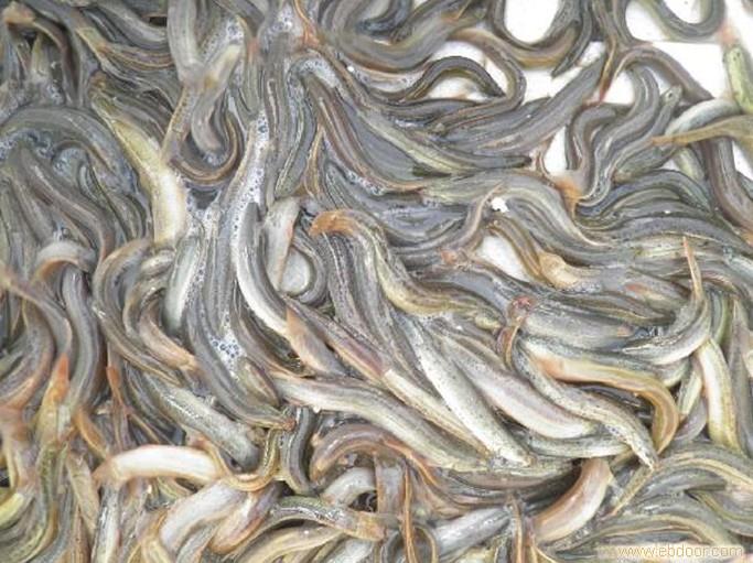 江苏泥鳅苗批发价格