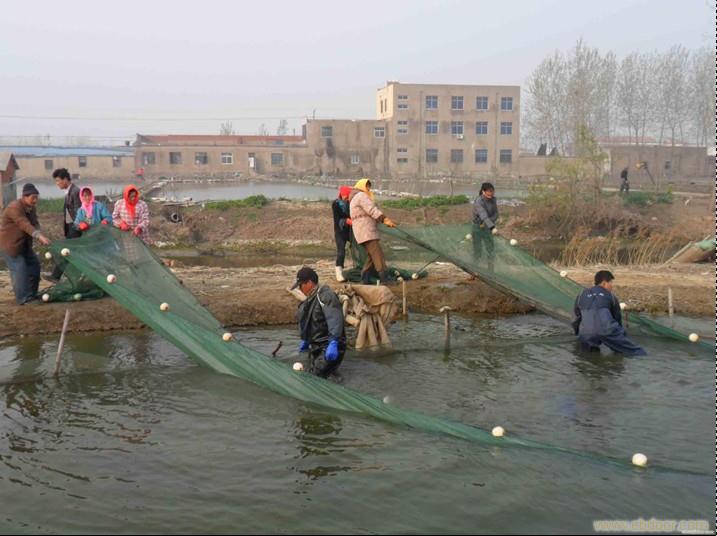 泥鳅苗种养殖技术培训