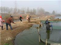 泥鳅苗种养殖繁育基地