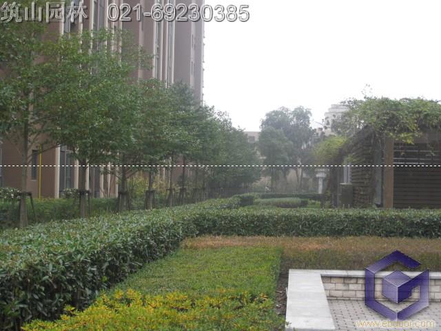 上海绿化养护18