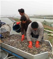水泥池养泥鳅