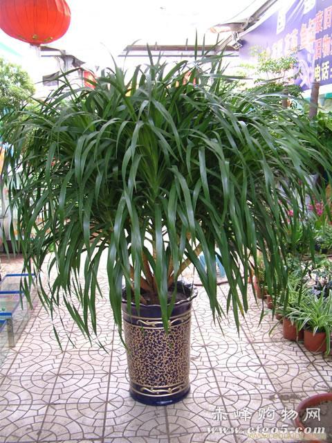 上海花卉租赁/上海植物租赁/浦东花卉租赁/浦东植物租赁
