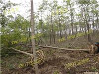 上海栾树苗木种植-上海栾树苗木种植、上海栾树苗木