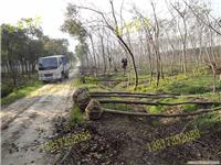 上海栾树苗木-上海苗木供应电话、上海苗木种植基地、上海苗木批发价格