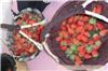 上海草莓采摘-浦东草莓采摘