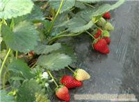 上海采草莓-上海浦东采草莓-上海哪里采草莓