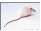 上海专业灭鼠公司/专业灭老鼠/杀老鼠/灭鼠专家|13681666695?