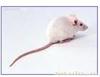 上海专业灭鼠公司/专业灭老鼠/杀老鼠/灭鼠专家|13681666695?