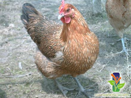 雪山草鸡-上海农家乐团购