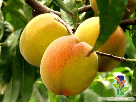 黄桃-上海沪渝农庄预约电话