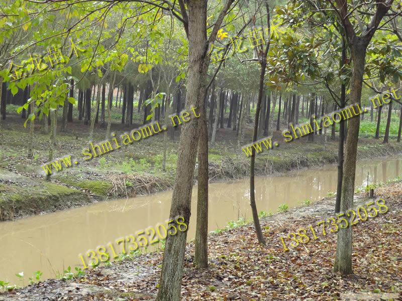 上海重阳木苗木配送-上海苗木配送、上海苗木配送中心、上海苗木配送电话