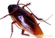 上海灭蟑螂公司-末世蟑螂_上海灭蟑螂公司-末