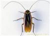 上海灭蟑螂-办公室如何灭蟑螂-上海灭蟑螂价格