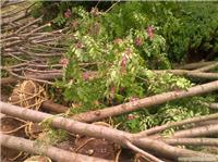 上海国槐苗木种植-上海苗木种植、上海苗木种植基地、上海苗木