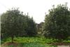 上海桂花苗木基地-上海苗木基地-上海苗木种植基地、上海苗木