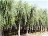 上海垂柳苗木-上海苗木配送、上海苗木配送中心、上海苗木配送电话