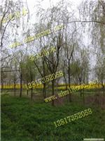 上海垂柳苗木供应-上海苗木供应、上海苗木供应价格、上海苗木供应网
