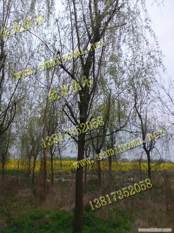 上海垂柳苗木供应-上海苗木供应、上海苗木供应价格、上海苗木供应网