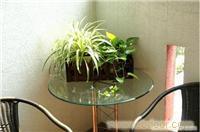 上海花卉租赁/上海花卉租赁价格/上海花卉租赁服务