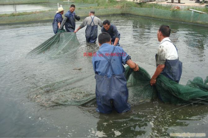 赣榆墩尚泥鳅养殖基地供应泥鳅苗,泥鳅养殖,泥鳅养殖技术培训