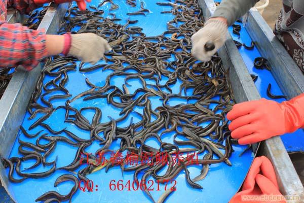 江苏赣榆泥鳅苗养殖技术，泥鳅养殖基地，泥鳅饲料