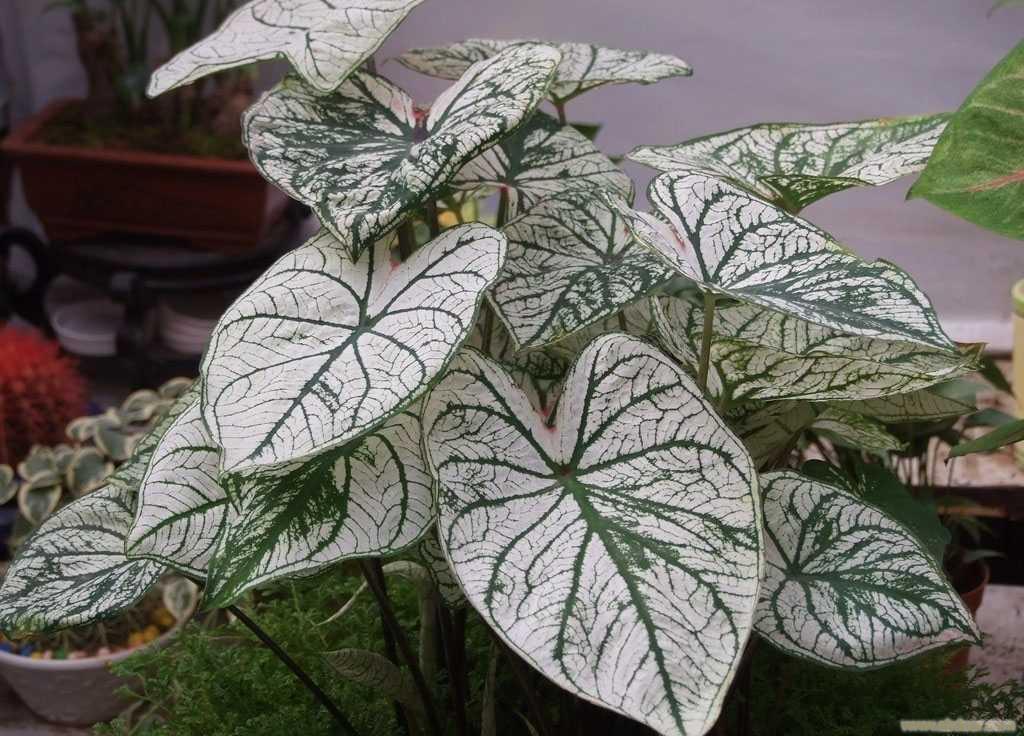 花叶芋:上海花卉租赁,上海花卉租摆,上海绿植租赁，上海绿植租摆