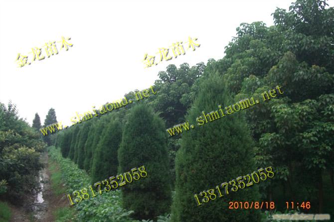 上海园林苗木基地-上海苗木基地-上海苗木种植基地、上海苗木
