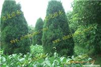 上海园林苗木销售-上海苗木销售、上海苗木销售电话、上海苗木销售公司