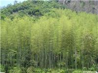 绿化景观/景观工程/上海植物景观400-886-3090