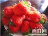 上海采摘草莓/上海草莓批发/采摘新鲜草莓