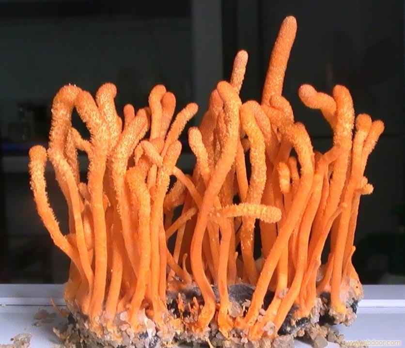 广州新鲜虫草花