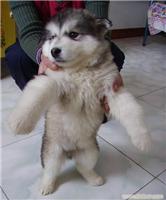 上海雪橇犬专卖