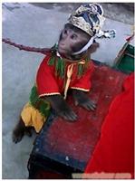 上海民间艺术猴戏表演