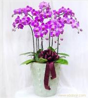 长期花卉租赁