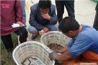泥鳅苗价格、批发
