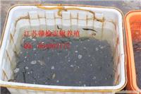 泥鳅苗种规格 大小