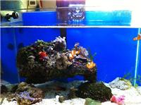 上海海水鱼缸养护|长期维护海水鱼缸