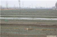 泥鳅批发,泥鳅养殖基地