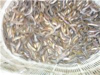 江苏泥鳅饲料供应商