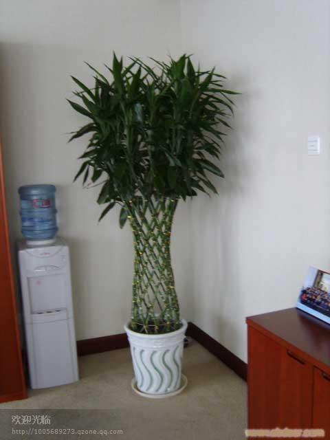 上海植物租赁、浦东植物租赁、浦东花卉租赁、上海花卉租赁