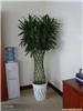 上海植物租赁、浦东植物租赁、浦东花卉租赁、上海花卉租赁