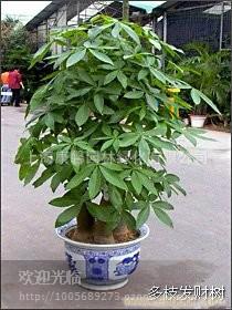浦东花卉租赁公司、浦东植物租赁公司