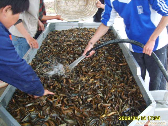 连云港泥鳅专用饲料
